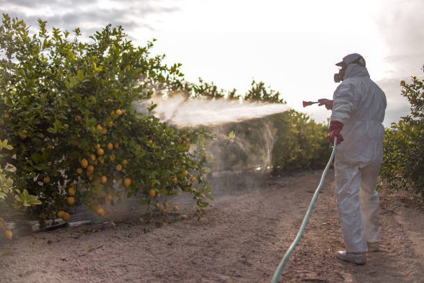 Best Termite Control Services  in Ravenna, NE
