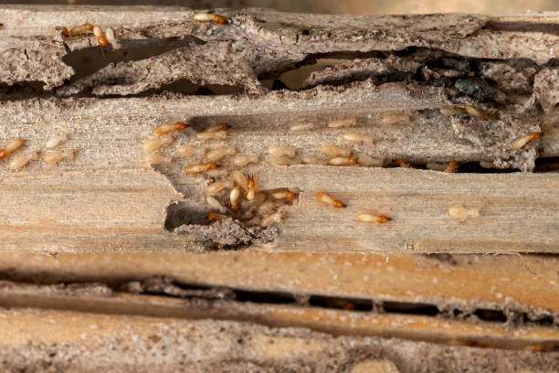 Best Mosquito Control Services  in Ravenna, NE